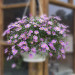 Брахикома Brasco Violet (Os)