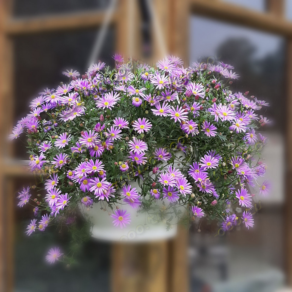 Брахикома Brasco Violet (Os)