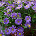 Брахикома Brasco Violet (Os)