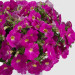 Петуния Cascadias Rose (Vs)