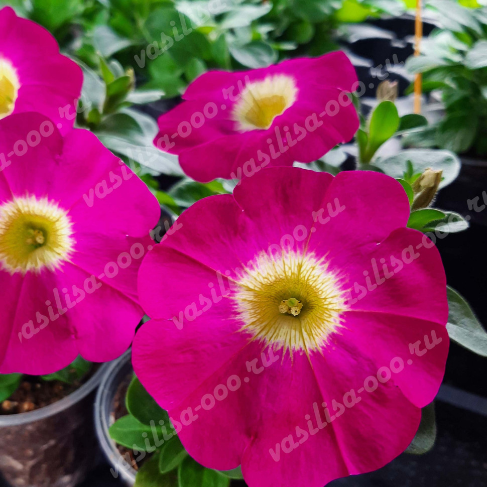 Петуния Cascadias Rose (Vs)