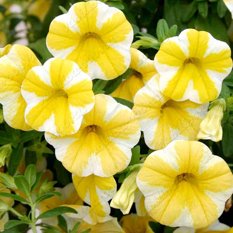 Калибрахоа Superbells Lemon Slice (Оs)