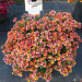 Немезия Nesia Tropical (Fv)