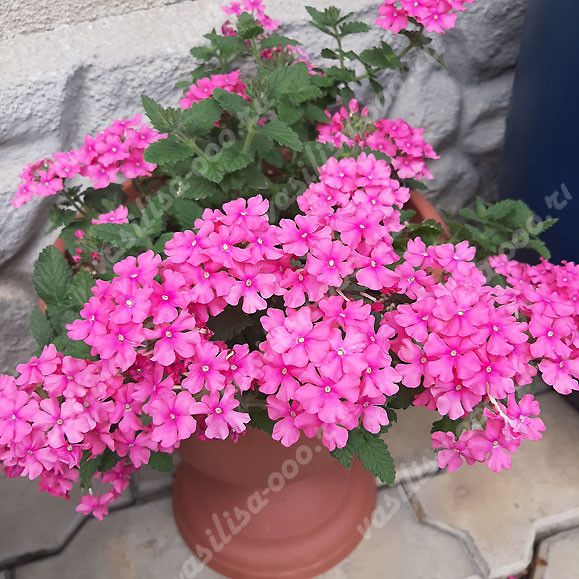 Вербена Vanessa Com Deep Pink (Os)