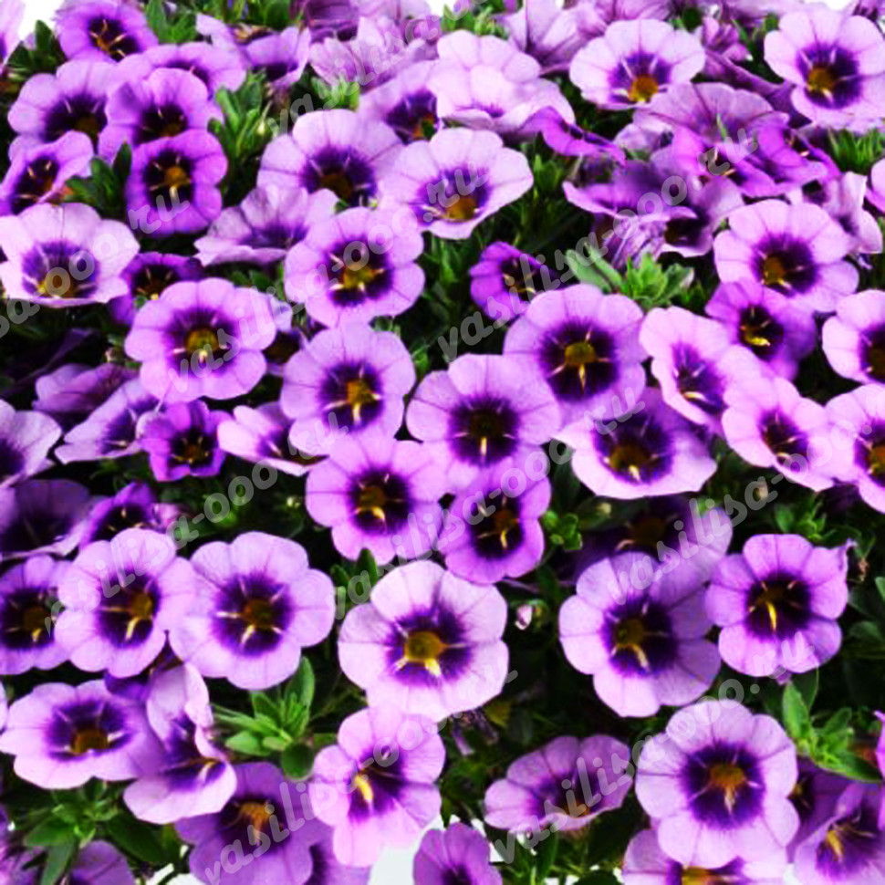 Калибрахоа Colibri Spark Purple (Fv)