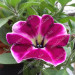 Петуния Supertunia Cranberry Blast (Os)