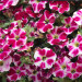 Петуния Supertunia Cranberry Blast (Os)