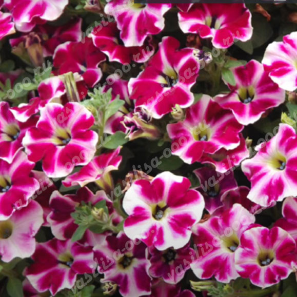 Петуния Supertunia Cranberry Blast (Vs)