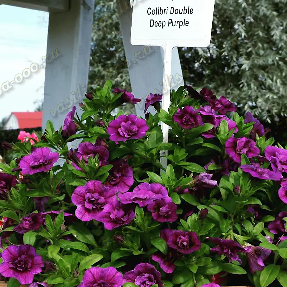 Калибрахоа Colibri Double Deep Purple (Fv)