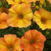Петхоа Petchoa BeautiCal Sunset Orange (Os)