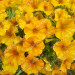 Петхоа Petchoa BeautiCal Sunset Orange (Os)