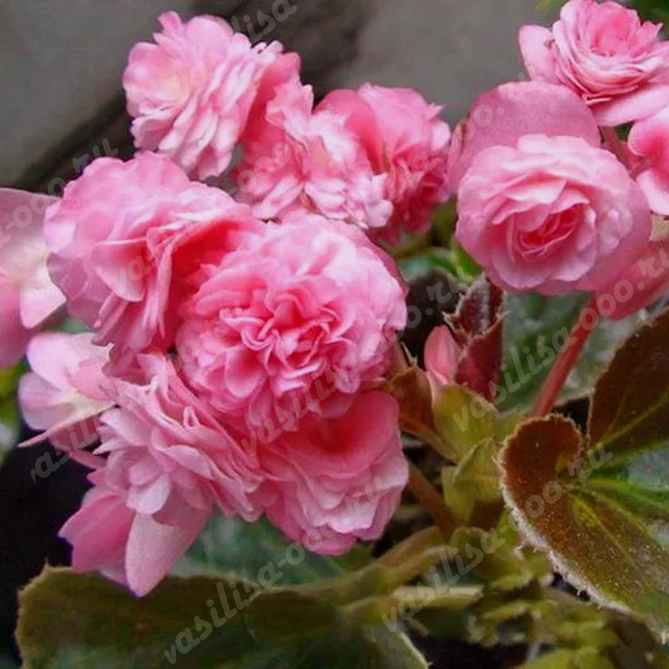 Бегония Doublet Rose (вечноцветущая) (Os)
