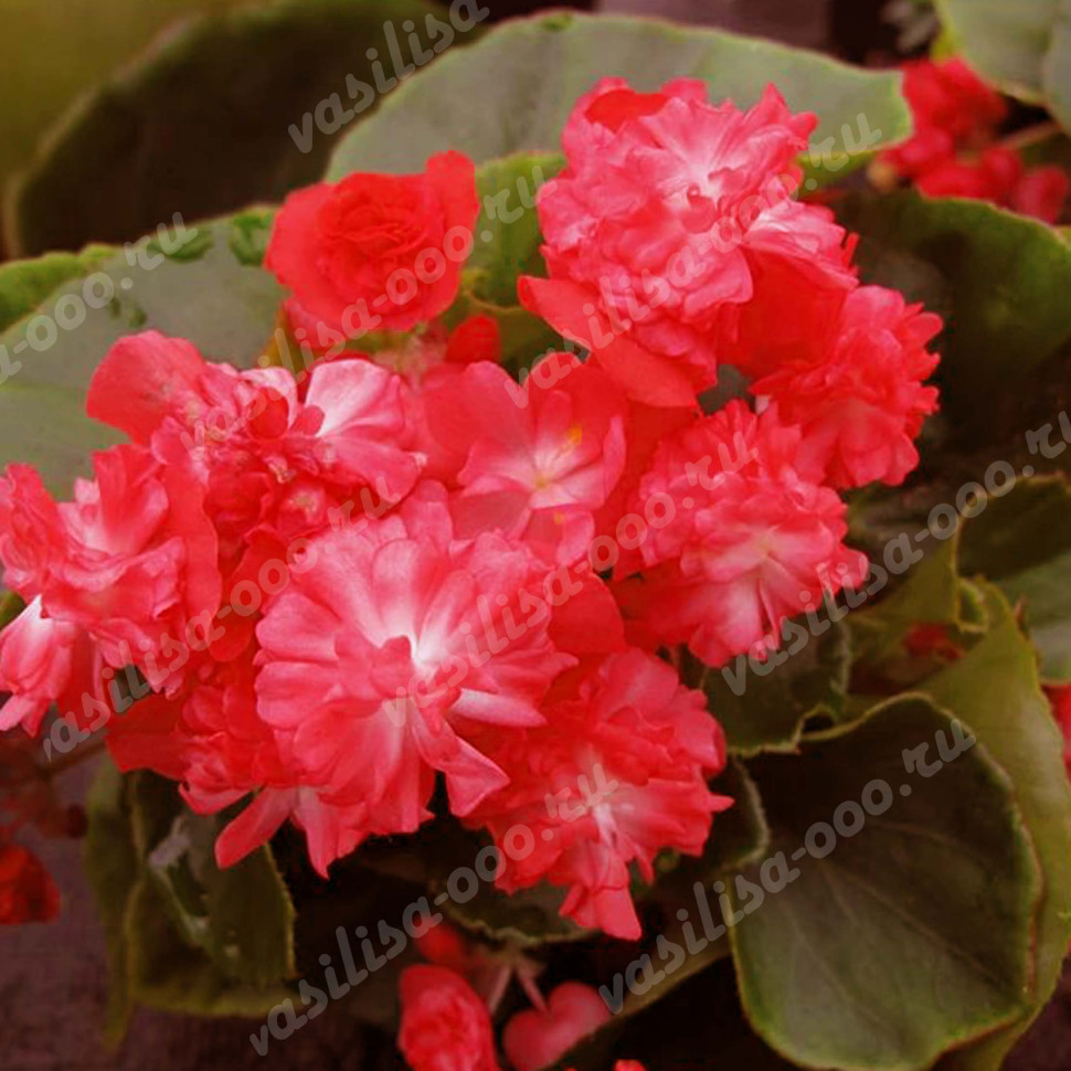 Бегония Paso Doble Cherry Red (вечноцветущая) (Os)