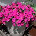 Петхоа Power Sisters Pretty Pam (Os)