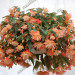 Бегония Belleconia Soft Orange (Os) 