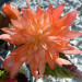 Бегония Belleconia Soft Orange (Os) 