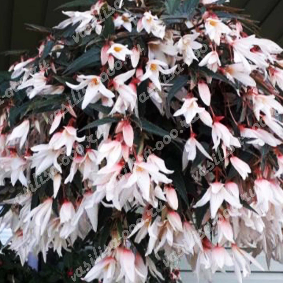 Бегония Beoliviensis Santa Barbara (Os)