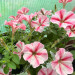 Петуния Prettytoonia Strawberry Cream (Vs)
