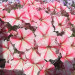 Петуния Prettytoonia Strawberry Cream (Vs)
