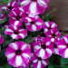 Петуния Supertunia Raspberry Star (Fv)