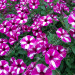 Петуния Supertunia Raspberry Star (Fv)
