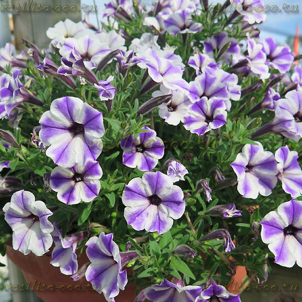 Петуния Vivini Blue Star (Os)