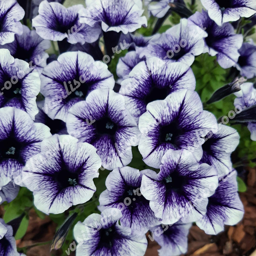 Петуния Vivini Violet Vein (Os)