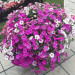 Петуния Supertunia Vista Silverberry (Fv)