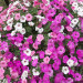 Петуния Supertunia Vista Silverberry (Fv)