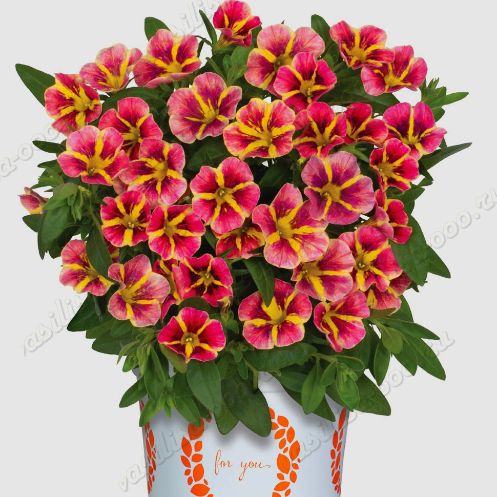 Калибрахоа Bloomtastic Orange Cart Wheel (Fv)