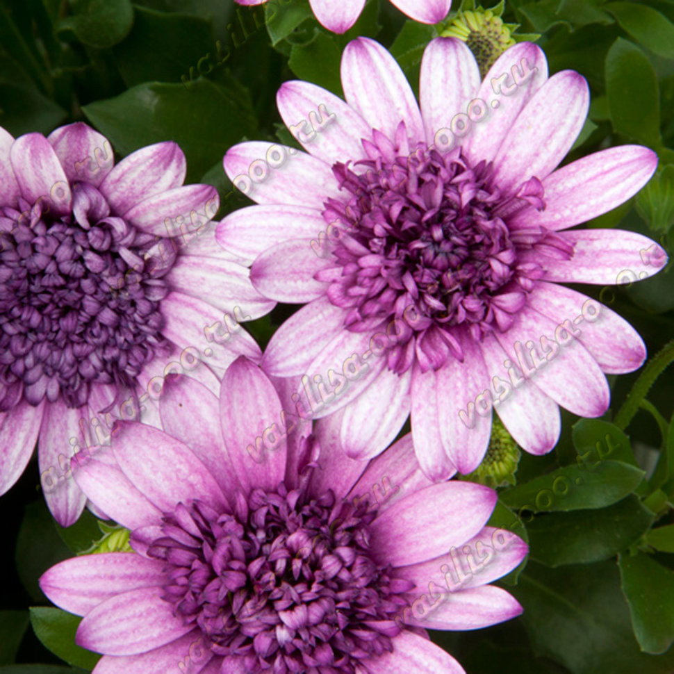 Остеоспермум 3D Dark Violet White (Os)
