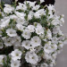 Петуния Surfinia Snow (Fv)