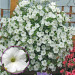 Петуния Surfinia Snow (Fv)