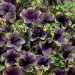 Петуния Amazonas Midnight Finch (Os)