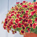 Петуния Surfinia Trailing Burgundy Yellow Picotee (Fv)