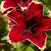 Петуния Surfinia Trailing Burgundy Yellow Picotee (Fv)