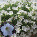 Петуния Surfinia Table White (Fv)