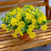 Петуния Surfinia Mounding Dark Yellow Morn (Vs)