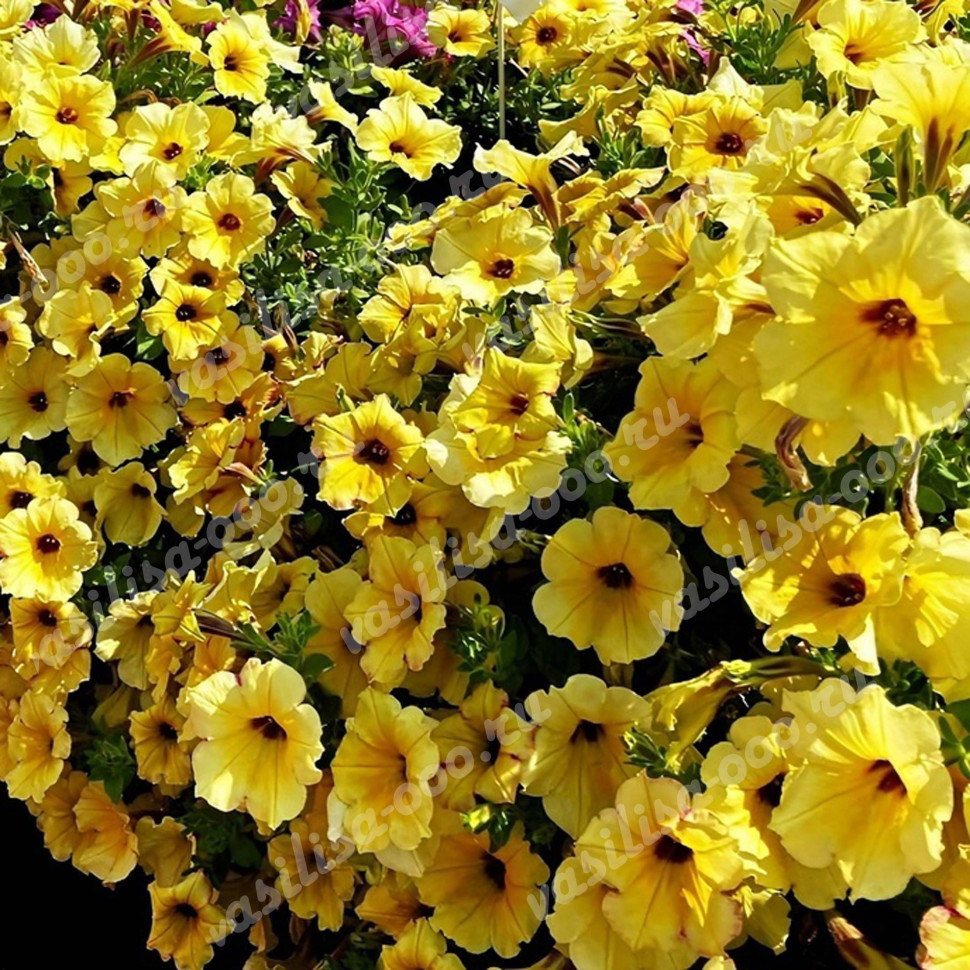 Петуния AlpeTunia Yellow Dark Center (Os)