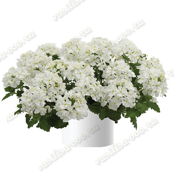 Вербена Vanessa Compact White (Fv)