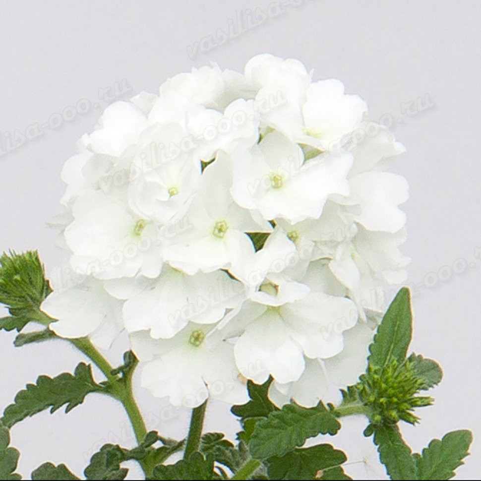 Вербена Lascar White (Os)