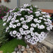 Остеоспермум Osticade White Blush (Os)