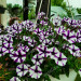 Петуния Mini Vista Violet Star (Os)