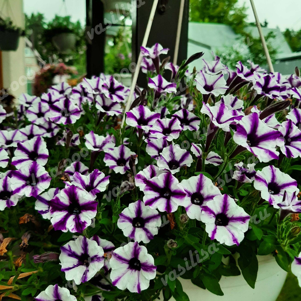Петуния Mini Vista Violet Star (Os)