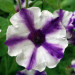 Петуния Mini Vista Violet Star (Os)