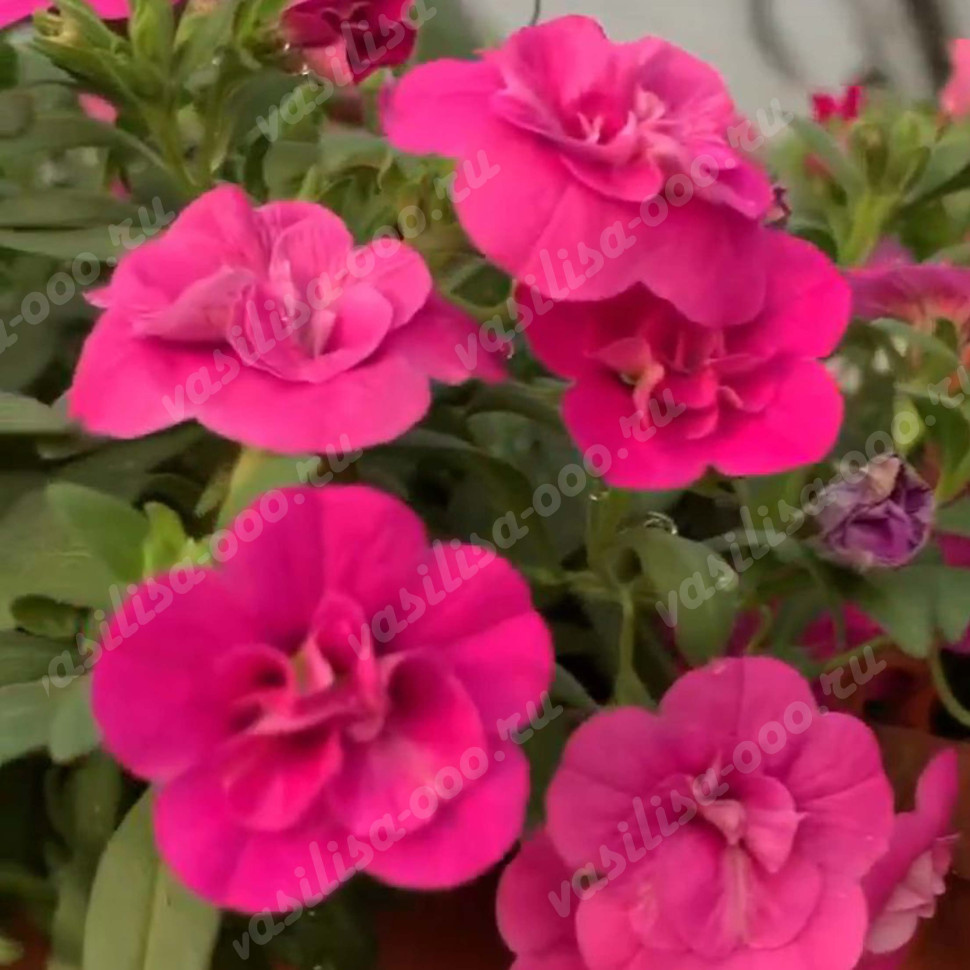 Калибрахоа Aloha Double Dark Pink  (Vs)
