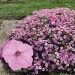 Петуния Supertunia Vista Bubblegum (Os)