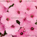 Петуния Supertunia Vista Bubblegum (Os)