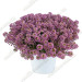 Алиссум Compact Rose Stream (Os)