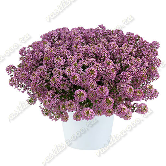 Алиссум Compact Rose Stream (Os)